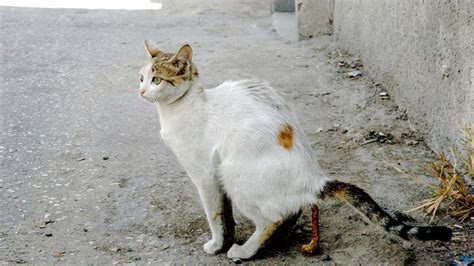 Arti mimpi menginjak kotoran kucing  Sehingga akan sangat memberatkan (masyaqqah) jika hewan semacam ini statusnya najis liurnya atau kulitnya